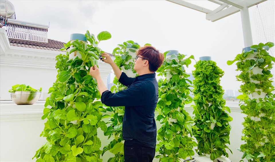 MC Đại Nghĩa chia sẻ bí quyết trồng rau thủy canh trên sân thượng đúng cách-2