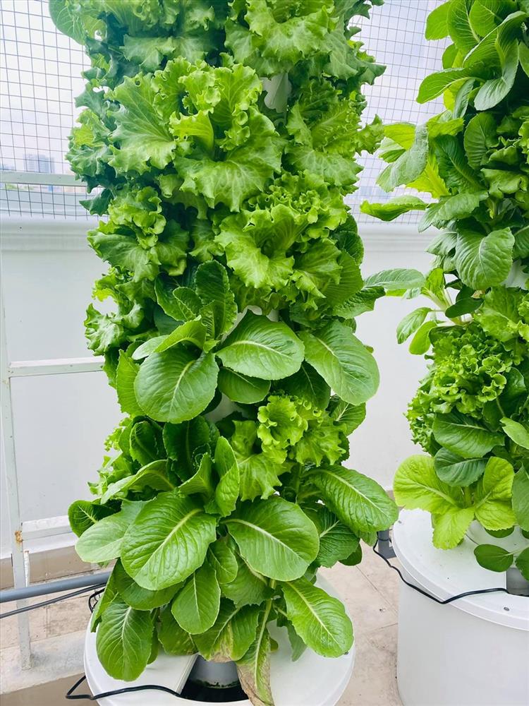 MC Đại Nghĩa chia sẻ bí quyết trồng rau thủy canh trên sân thượng đúng cách-5