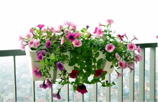Trồng hoa ở ban công nhớ nguyên tắc này hút tài lộc vào nhà, gia chủ ngày càng phát tài-2