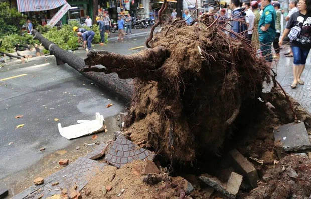 TP.HCM: Cây xanh ngã đổ ra đường, đè trúng tài xế Gojek đang chở khách nữ lưu thông-1