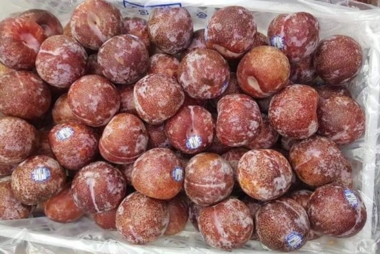 Đi chợ ngày mùng 1, 'choáng' với giá mận đầu mùa đắt đỏ
