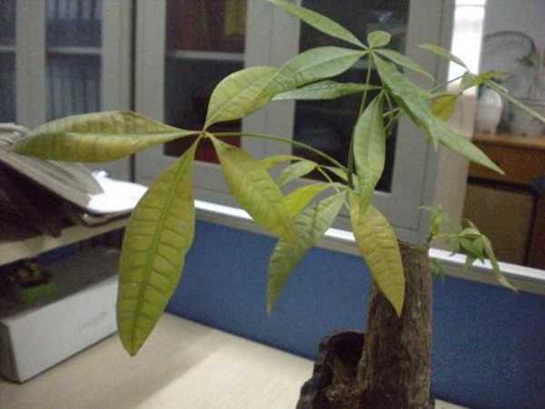 Những người giàu không đặt ba thứ này trong nhà của họ, nếu không bảo sao ngày càng nghèo-1