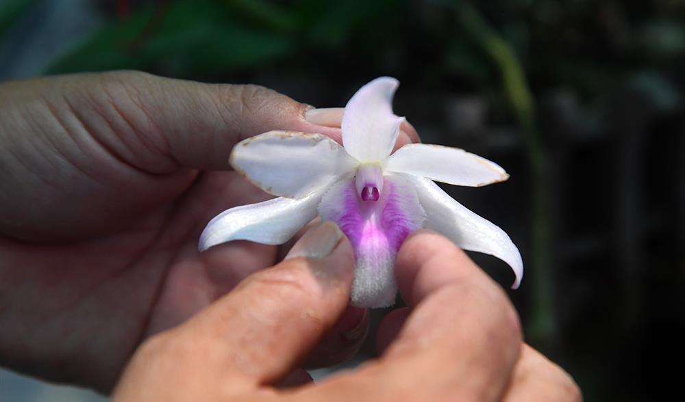 Cơn lốc lan đột biến làm vỡ nhiều giấc mộng đổi đời siêu tốc-2