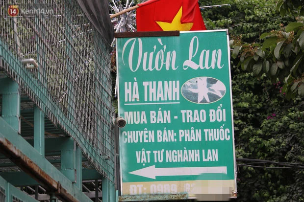 Đồn đoán chủ vườn lan đột biến ở Hà Nội ôm hàng trăm tỷ bỏ trốn: Chủ vườn lan từng làm lái xe 3 bánh-3