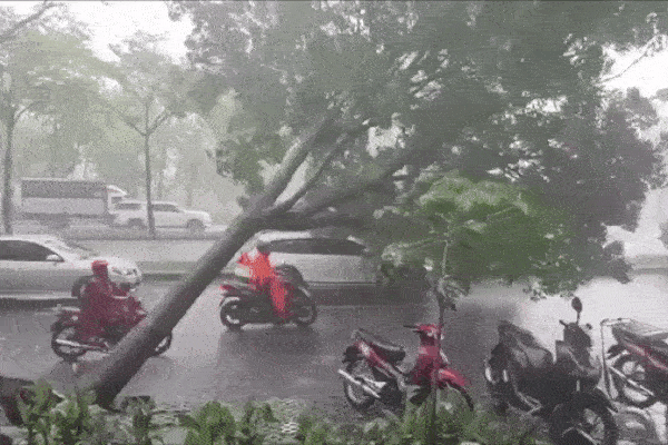 CLIP: Cây cổ thủ bật gốc trong mưa lớn, đè trúng xế hộp tiền tỉ đang đi trên đường-1