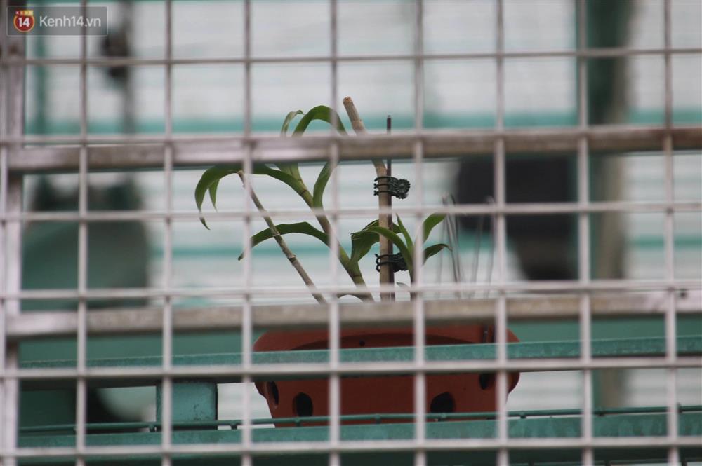 Người nhà lên tiếng sau khi chủ vườn lan đột biến ở Hà Nội bị tố ôm hàng trăm tỷ bỏ trốn: Anh ấy cũng là nạn nhân-2