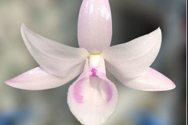 Ôm mộng làm giàu, vay nặng lãi gần 10 tỷ đồng mua phải lan đột biến giả-2