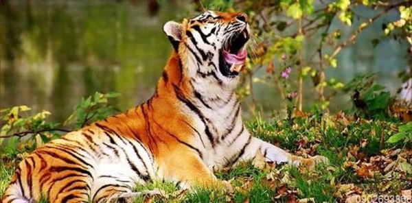 Nửa cuối tháng 4 dương lịch, Top 3 con giáp có Thần Tài dẫn đường, tin vui ập đến, cuộc sống lên hương, kiếm toàn tiền tỷ-3