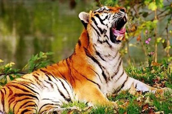 4 cung Hoàng đạo sáng suốt và nhanh nhẹn, may mắn tự động kéo tới, mùa hè này chuẩn bị tinh thần đổi vận, tình tiền viên mãn như ý-5