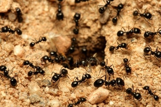 6 cách dễ dàng diệt và đuổi kiến khỏi nhà không cần thuốc chứa hóa chất độc hại