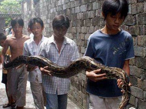 Người đàn ông cứu sống con trăn nhỏ bị thương rồi giữ làm vật nuôi, 5 năm sau nhờ con vật mà gia đình 3 người thoát nạn-2