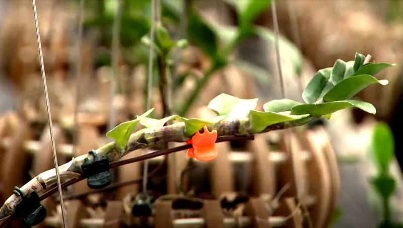 Đem mộc hương ‘huynh đệ’ tiền tỷ đổi lấy 1 kie lan đột biến-3