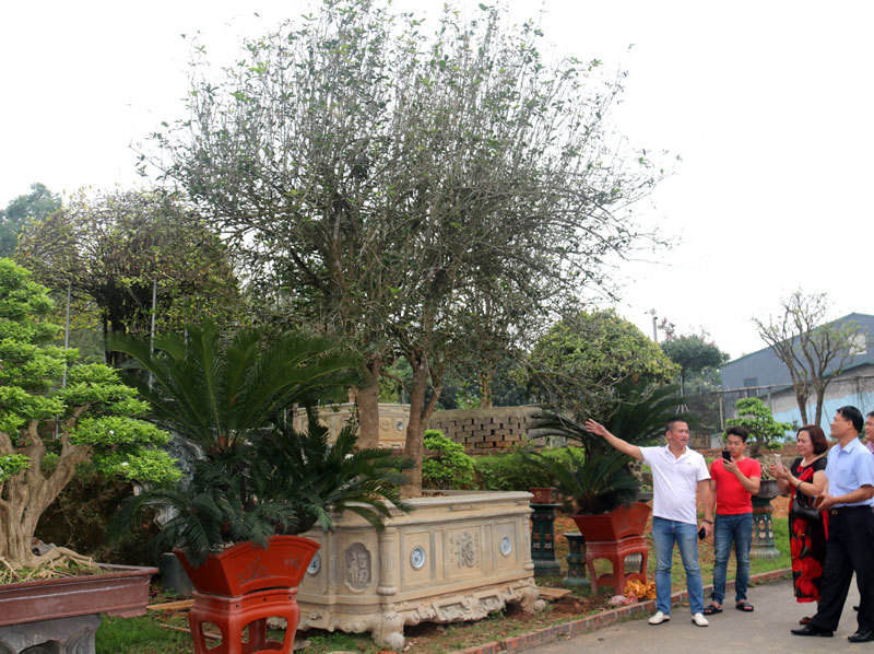 Đem mộc hương ‘huynh đệ’ tiền tỷ đổi lấy 1 kie lan đột biến-1