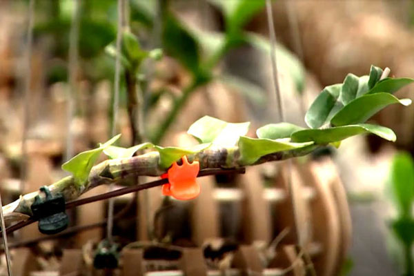 Lan đột biến cấy mô giá rẻ như rau-3