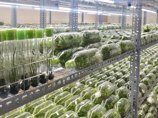 Lan đột biến cấy mô giá rẻ như rau-1