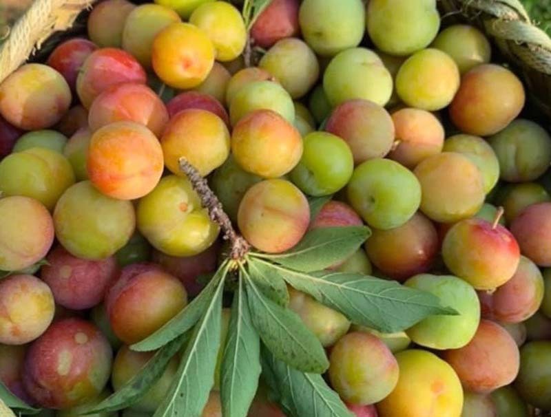 Mận cơm rớt giá thảm, bán 1kg không mua nổi cốc trà đá-1