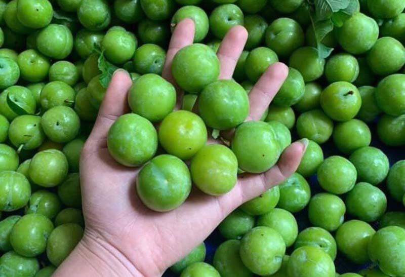 Mận cơm rớt giá thảm, bán 1kg không mua nổi cốc trà đá-2