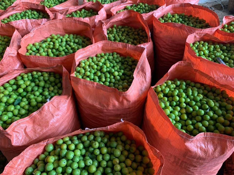 Mận cơm rớt giá thảm, bán 1kg không mua nổi cốc trà đá-4