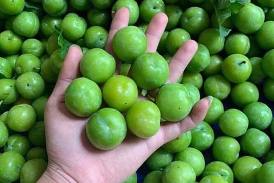 Mận cơm rớt giá thảm, bán 1kg không mua nổi cốc trà đá