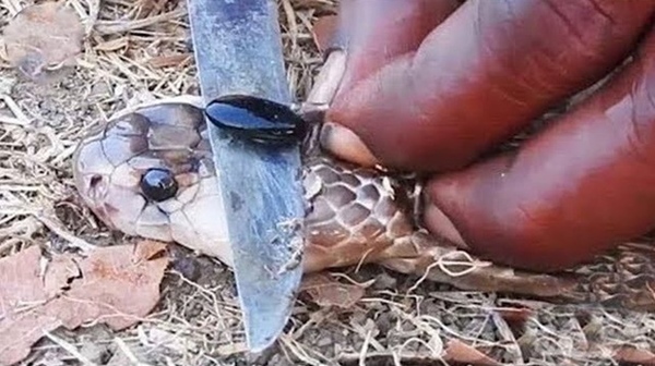 Bí ẩn thần y kiêm nhà ngoại cảm chỉ cần uống nước dừa, ngửi hoa để sống (Kỳ 2): Căn hầm chứa hàng chục tấn vàng và bộ mặt thật của người đàn bà gian xảo-2