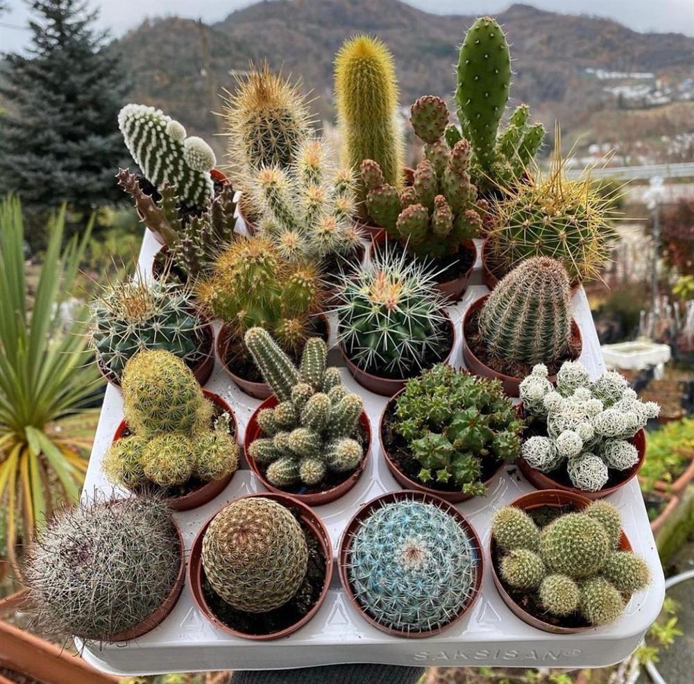 4 loại cây cảnh KHÔNG NÊN đặt trong phòng ngủ-3