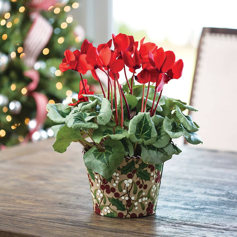 4 loại cây cảnh KHÔNG NÊN đặt trong phòng ngủ-4