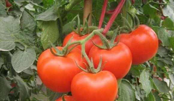 Trong vòng 1 giờ ăn cà chua nhớ đừng đụng đến 3 loại thực phẩm, nhiều người thường không để ý-2