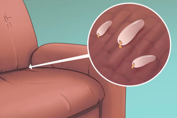 5 dấu hiệu cho thấy rệp đang làm tổ trong nhà của bạn, hãy cẩn thận-5