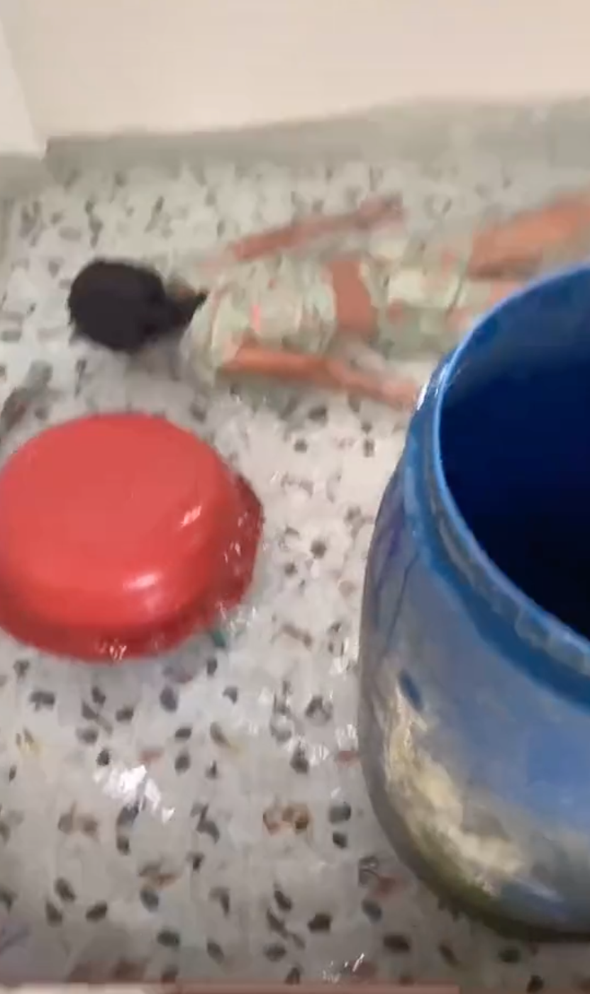 Bắt chước Quắn trong phim Bố Già nổi loạn cô bé 2k bơm nước, biến phòng tắm nhà mình thành bể bơi dịch vụ khiến gia đình khóc thét-1