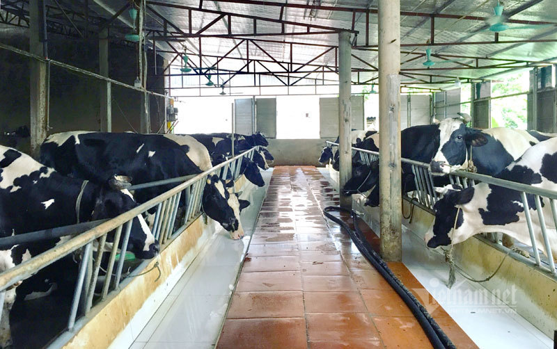 Liều vay 300 triệu làm ăn, 9 năm sau anh nông dân đếm tiền tỷ-2