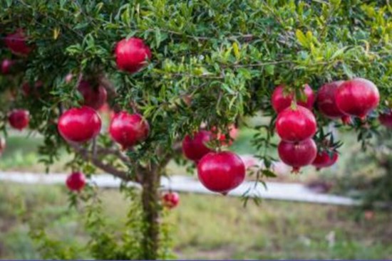 5 loại cây nên trồng trước cửa nhà giúp gia chủ làm ăn phát đạt, ngày càng giàu có