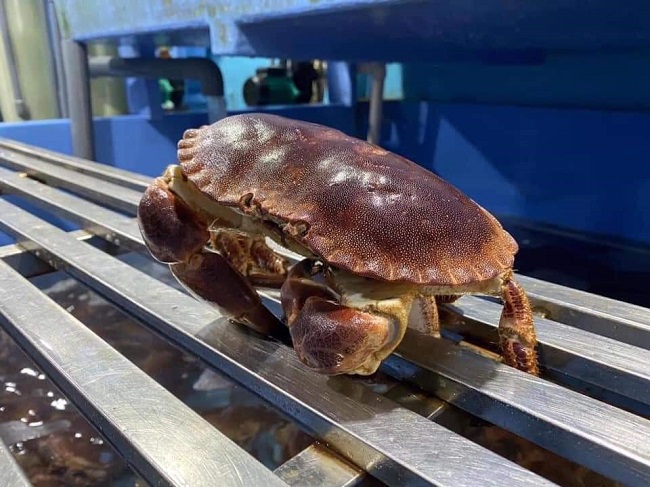 Bất ngờ loại cua siêu gạch” bán tràn lan trên chợ mạng với giá siêu rẻ”-4