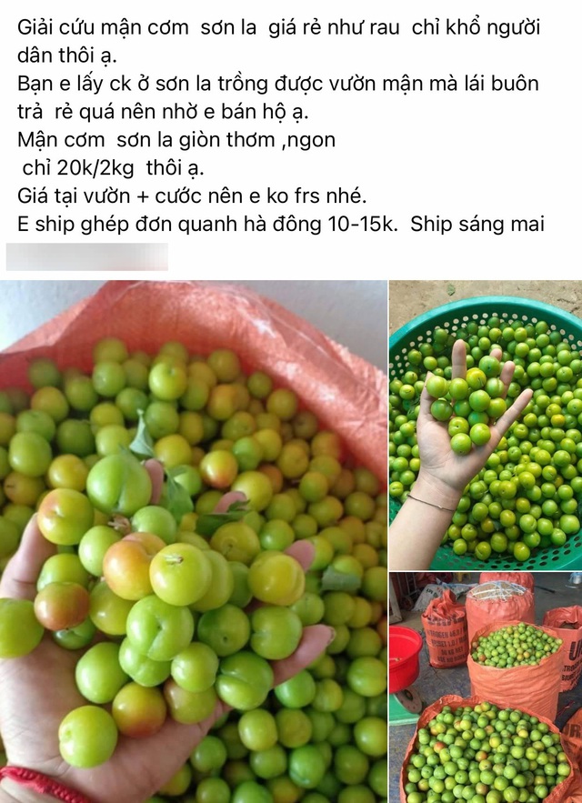 Mận cơm trượt giá còn 5.000 đồng/kg, dân mạng lại hô giải cứu-1
