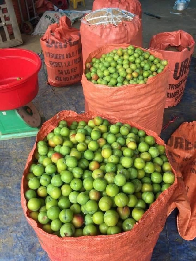 Mận cơm trượt giá còn 5.000 đồng/kg, dân mạng lại hô giải cứu-3