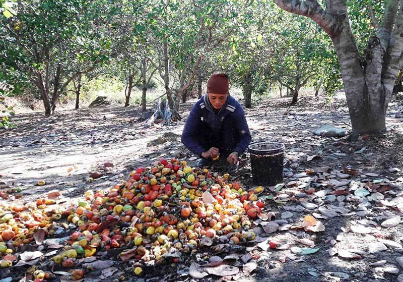 Hàng ngoại đổ về, đặc sản Việt giảm giá kỷ lục, dân kêu lỗ nặng-2