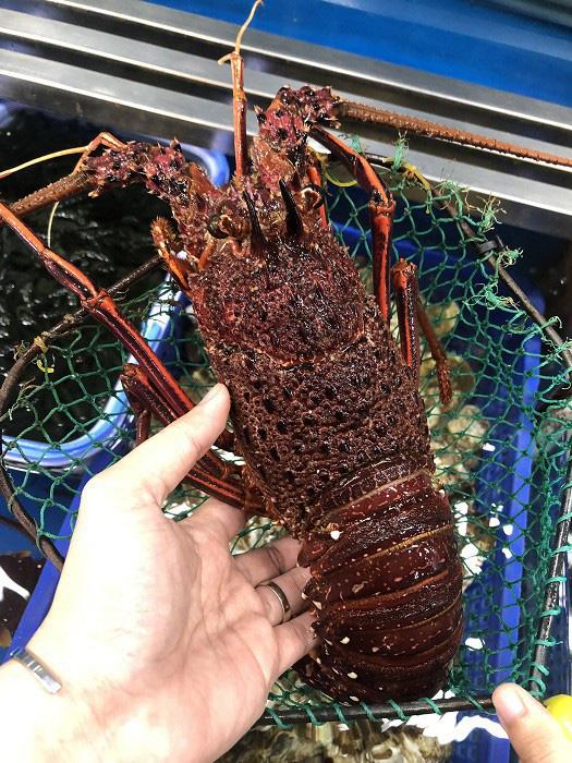 Kỳ lạ, loại tôm hùm gần chục triệu/con có gì bổ béo mà có nhiêu bán hết sạch?-1