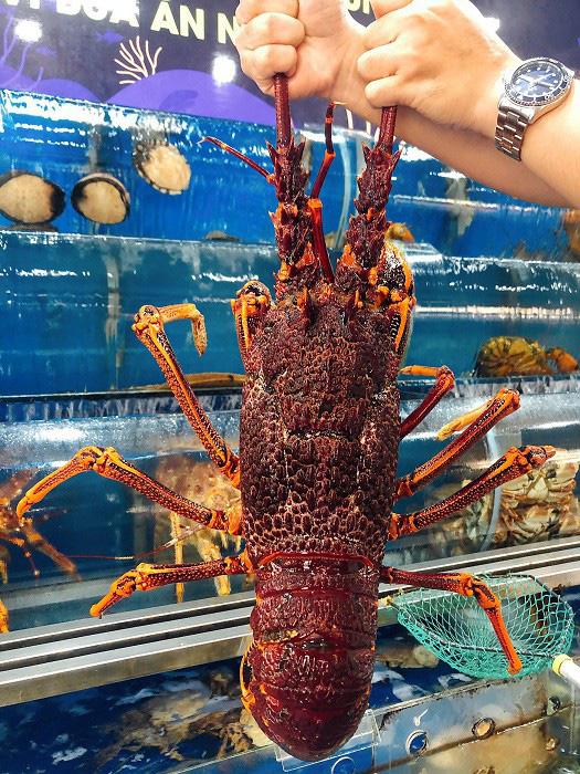 Kỳ lạ, loại tôm hùm gần chục triệu/con có gì bổ béo mà có nhiêu bán hết sạch?-2