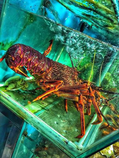 Kỳ lạ, loại tôm hùm gần chục triệu/con có gì bổ béo mà có nhiêu bán hết sạch?-4