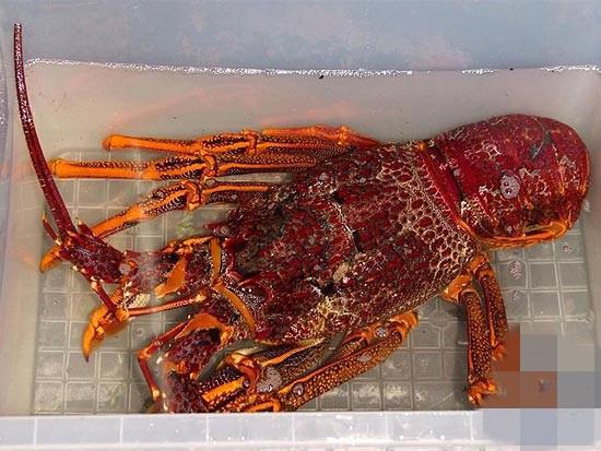Kỳ lạ, loại tôm hùm gần chục triệu/con có gì bổ béo mà có nhiêu bán hết sạch?-5