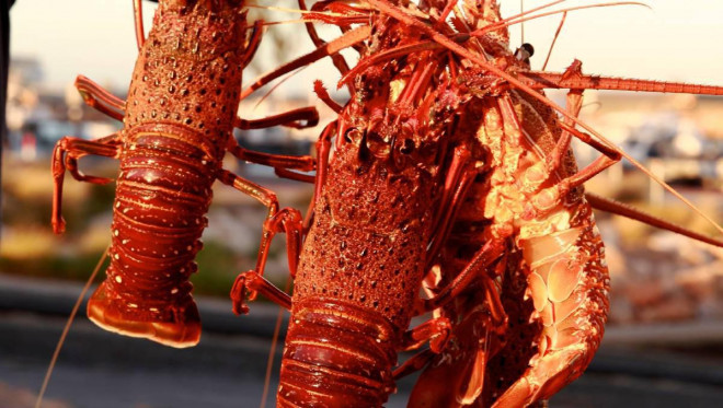 Kỳ lạ, loại tôm hùm gần chục triệu/con có gì bổ béo mà có nhiêu bán hết sạch?-7