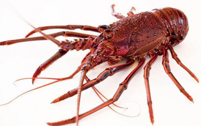 Kỳ lạ, loại tôm hùm gần chục triệu/con có gì bổ béo mà có nhiêu bán hết sạch?-8