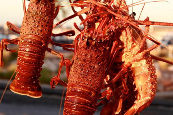 Ngư dân bắt được tôm hùm xanh dương hai triệu con mới có một-4