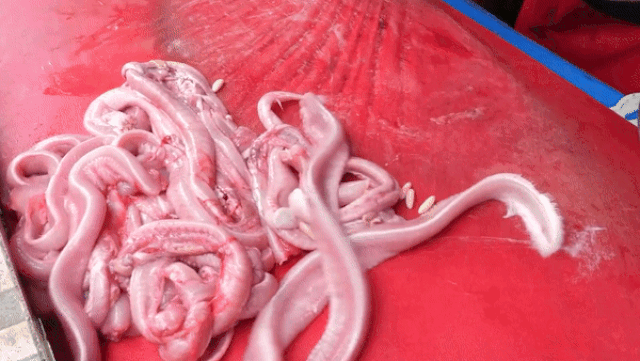 Thứ ngoe nguẩy nhìn rợn da gà nhưng lên mâm lại trở thành đặc sản đắt giá-1