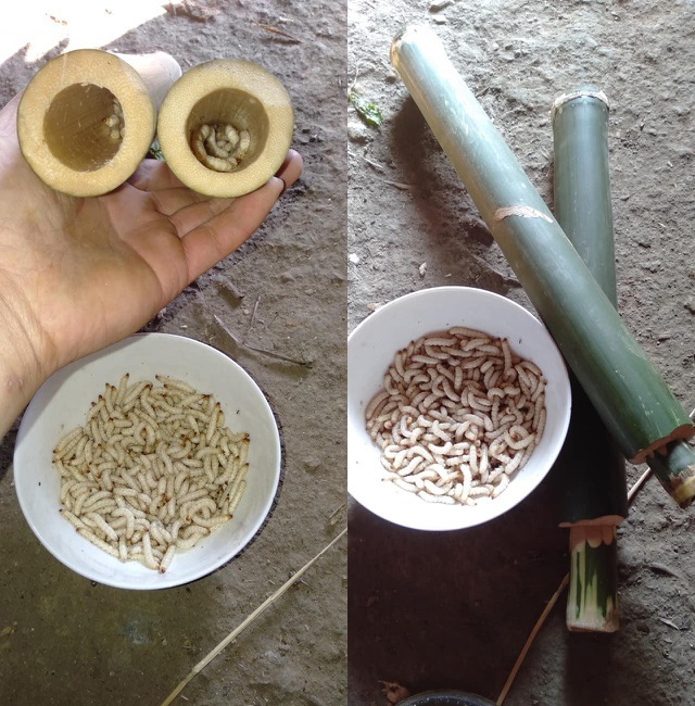 Thứ ngoe nguẩy nhìn rợn da gà nhưng lên mâm lại trở thành đặc sản đắt giá-3