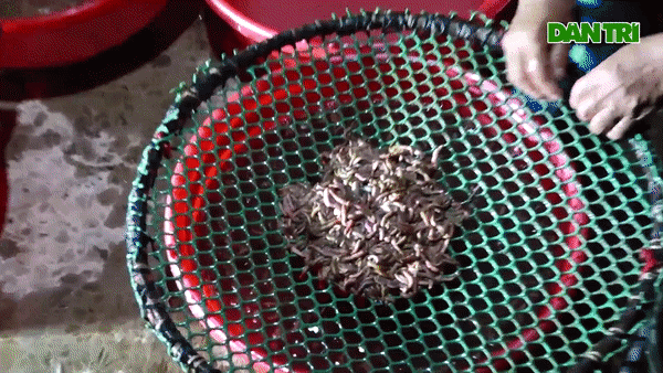 Thứ ngoe nguẩy nhìn rợn da gà nhưng lên mâm lại trở thành đặc sản đắt giá-7