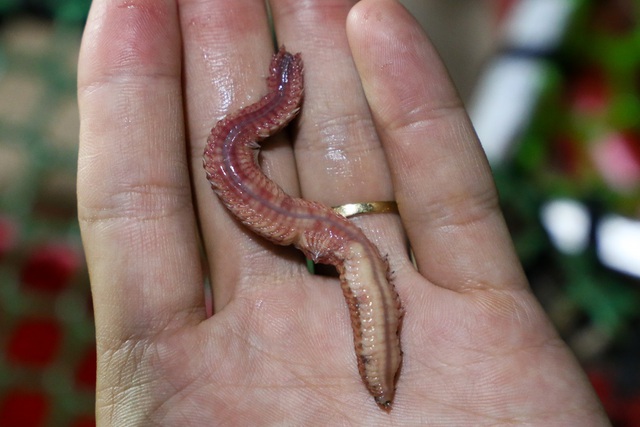 Thứ ngoe nguẩy nhìn rợn da gà nhưng lên mâm lại trở thành đặc sản đắt giá-6