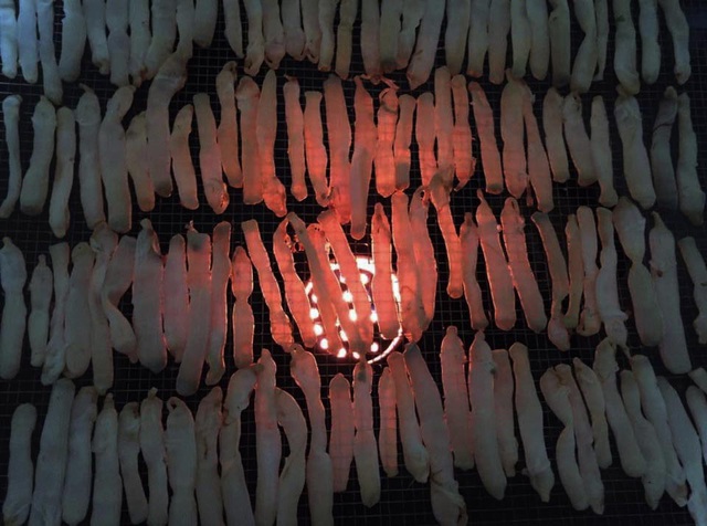 Thứ ngoe nguẩy nhìn rợn da gà nhưng lên mâm lại trở thành đặc sản đắt giá-8