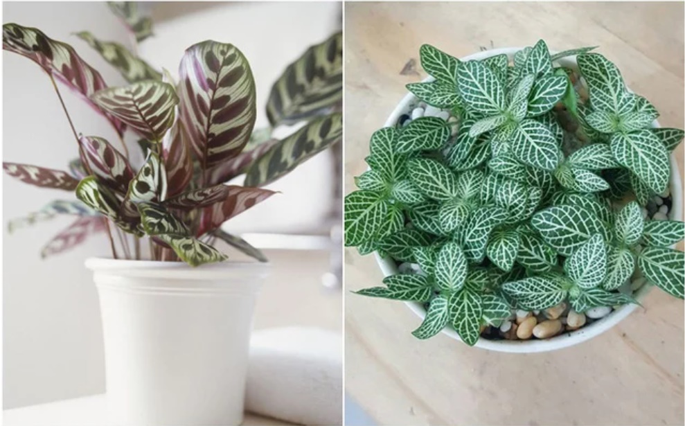 5 vị trí trong nhà nên đặt cây xanh để tăng vận khí, cây càng tươi tốt càng nhiều may mắn-2