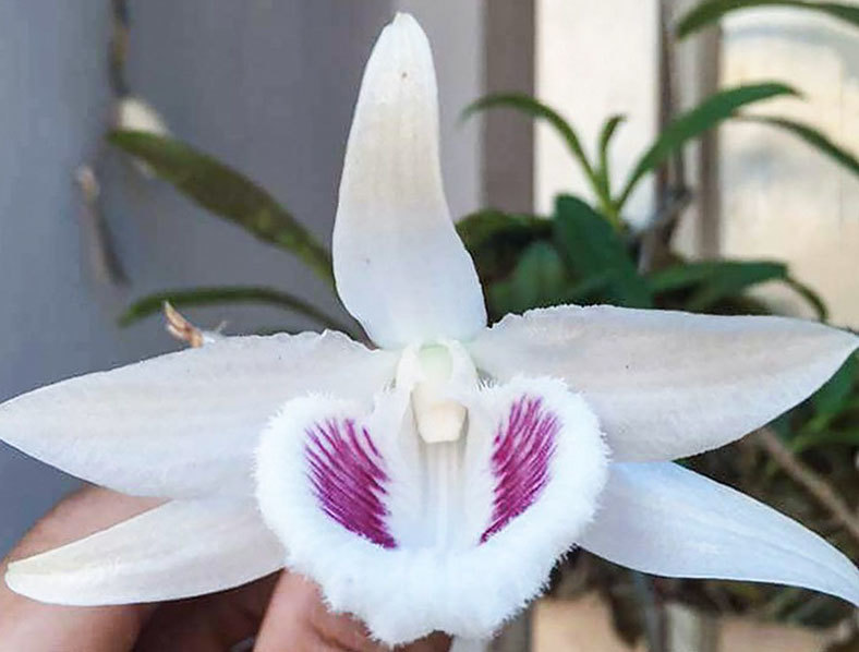 Lan đột biến: Chỉ lạ không hiếm, nhân giống cả loạt bán giá vài ngàn/cây-2