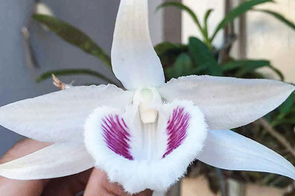 Vạch trần mánh lới đằng sau những vụ mua bán lan đột biến bạc tỷ-4